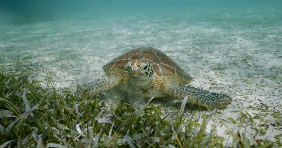 A loggerhead turtle eating seaweed at the seabed