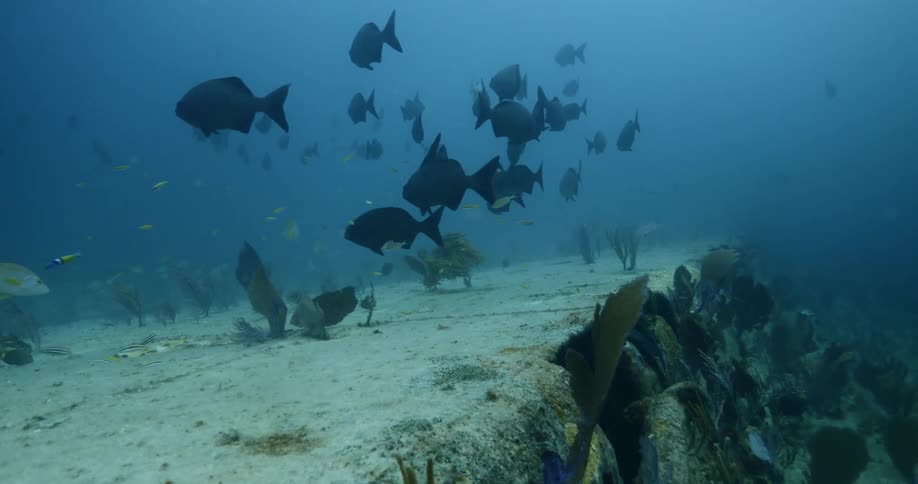 A school of fish swim near a coral reef
