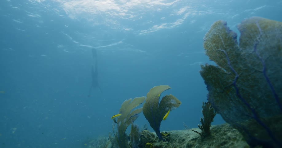 Fish swim around underwater flora