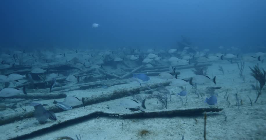 Underwater shot of fish swimming
