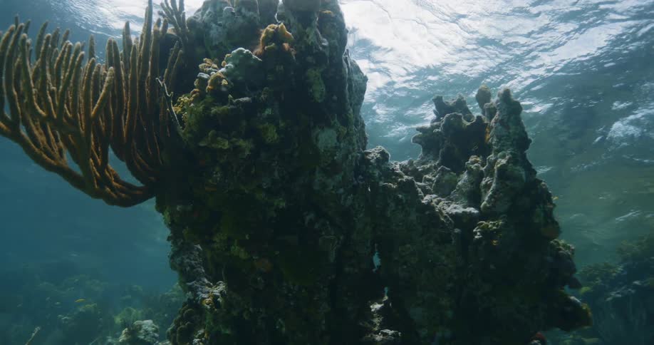An underwater reef with plants attached