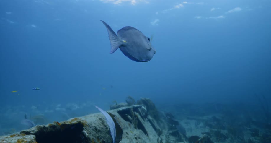 Fish swim underwater in the daytime