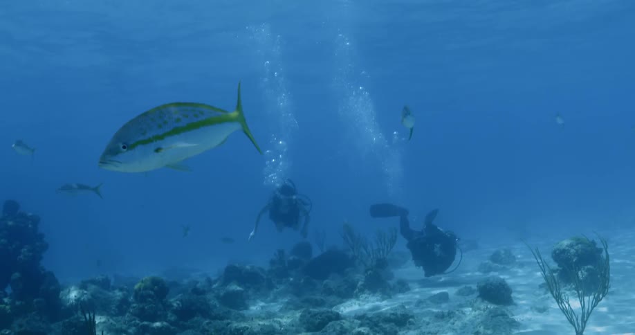 A number of fish swim around a couple of divers