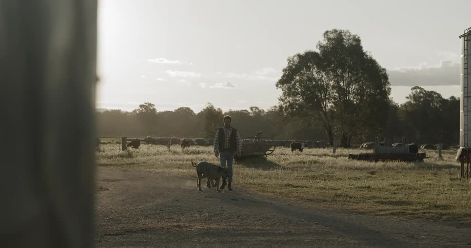 Man and dogs walking on dirt road at sunset
