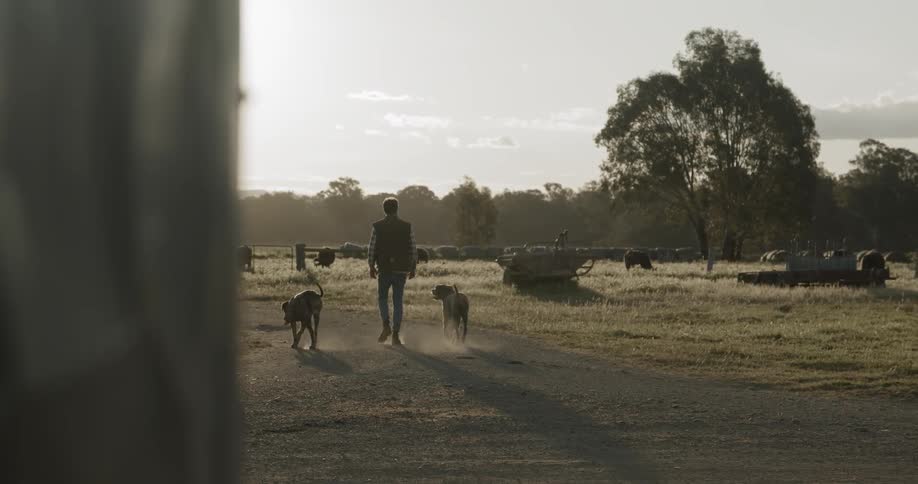 A man walks on a dirt road accompanied by two dogs