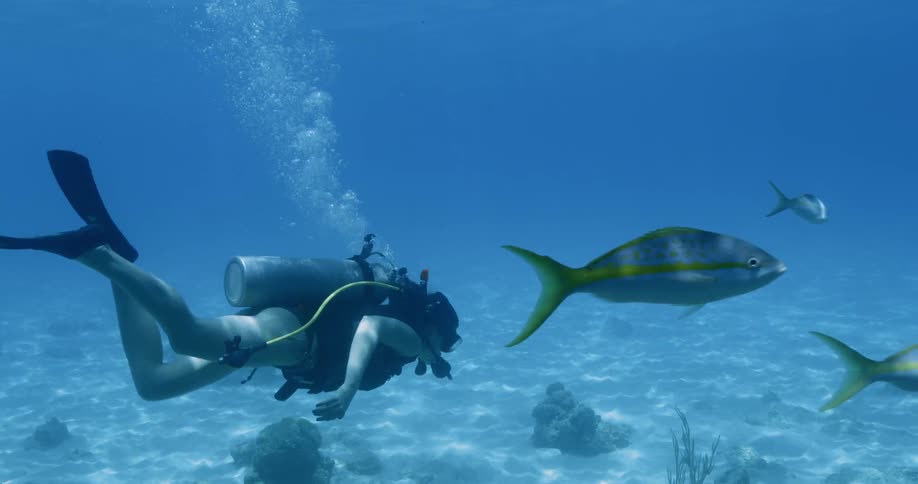 A woman wearing an oxygen tank flippers and snorkel swims among a number of large fishes