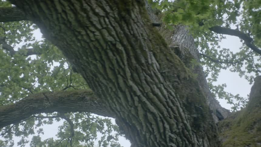 A large tree covered moss during the summer