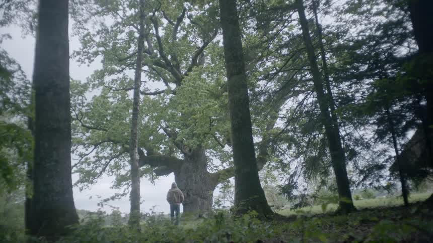 Man walking next to a big tree on a forest