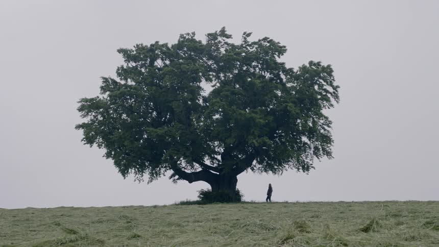A person approaching and standing under a large tree in a vast field