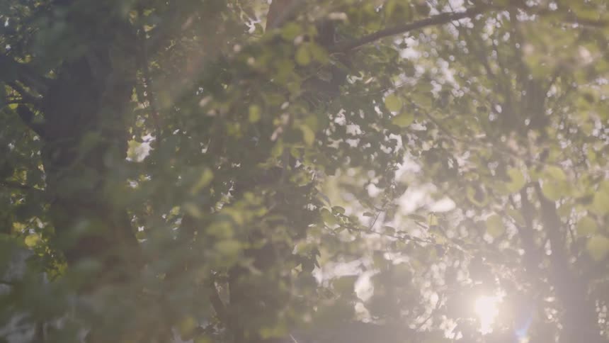 Tree branches lit by the sun