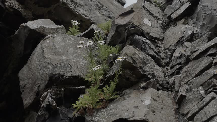 Clusters of wildflowers growing through the mountain side
