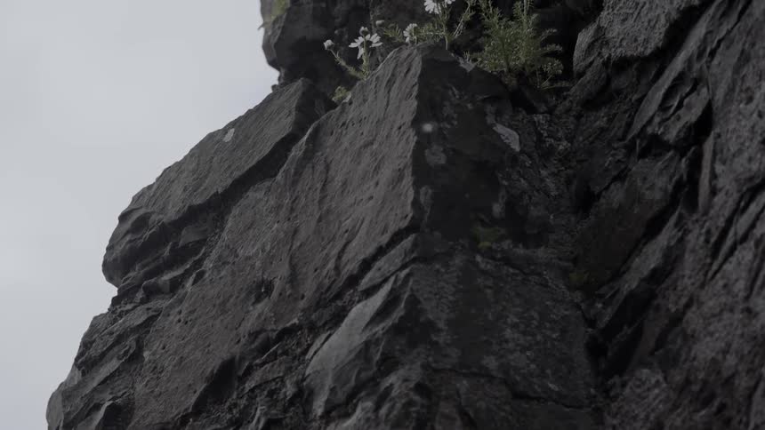 A cliff that has some flowers and plants on it