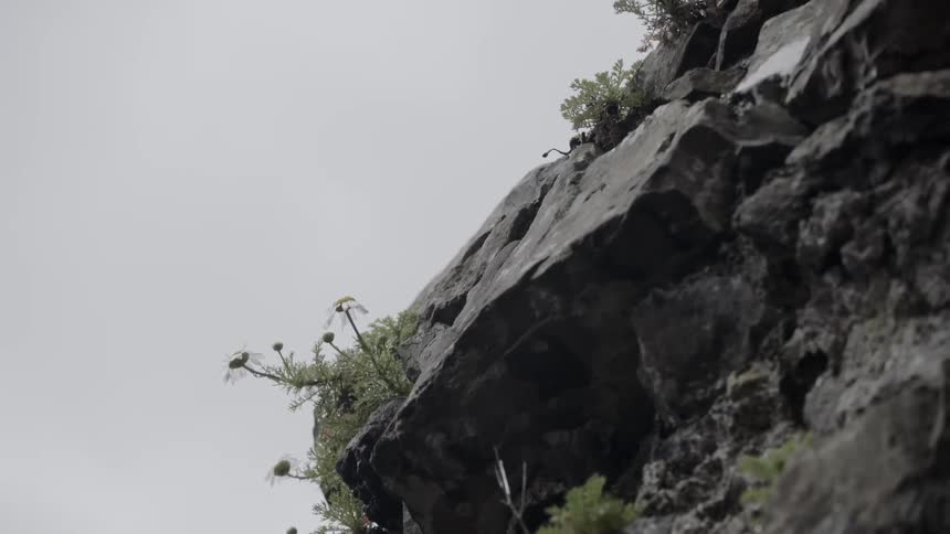 Large rocks and vegetation on a slope outside