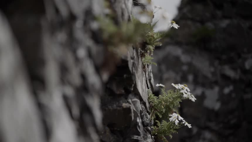 Flowers and plants growing through cracks in the mountainside