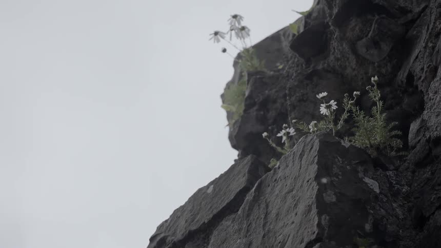 Flowers blooming on the side of a cliff