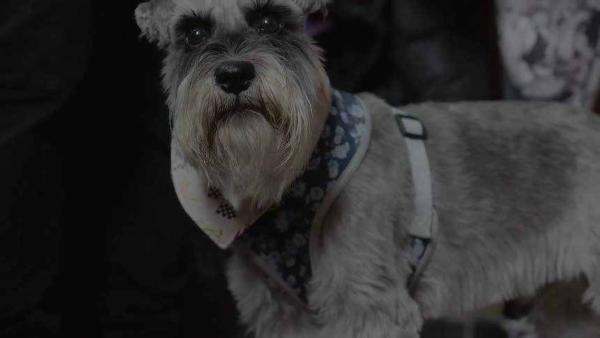 Schnauzer dog on a leash looking around