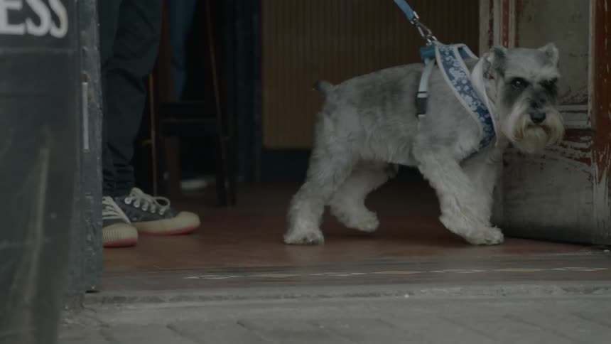 A person holding a dog with a leash