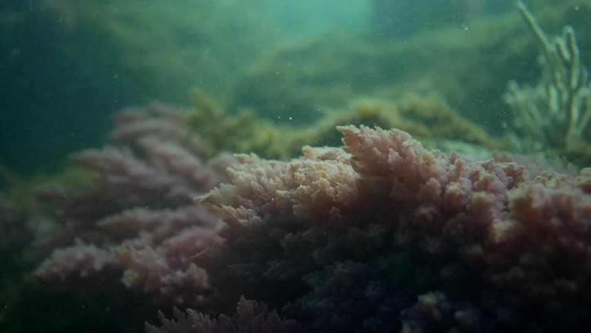 Sea plants moving in the water