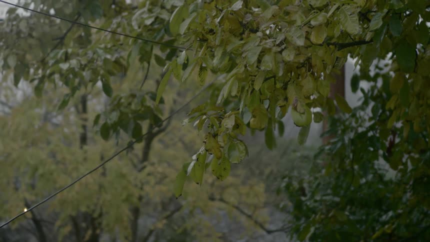 Leaves on a tree in the wind