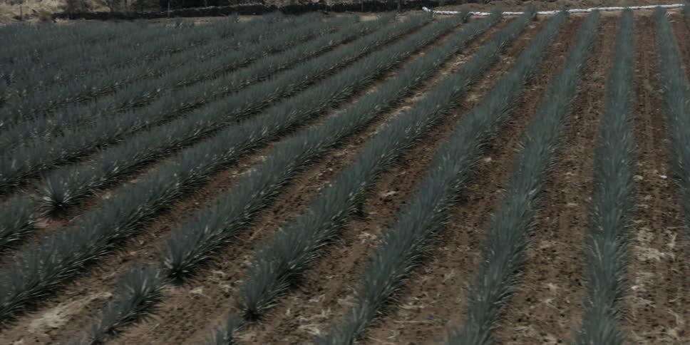 Plants grow in rows in a field
