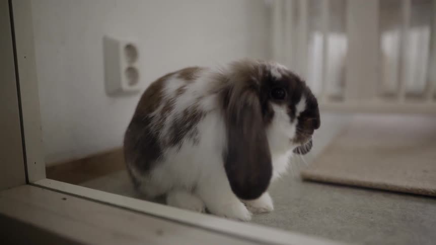 A rabbit sits behind a window