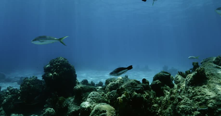 Fish swim around and over coral in a blue ocean with sunlight shining down