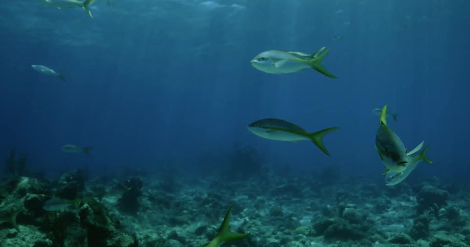 Fish swim near sea bottom