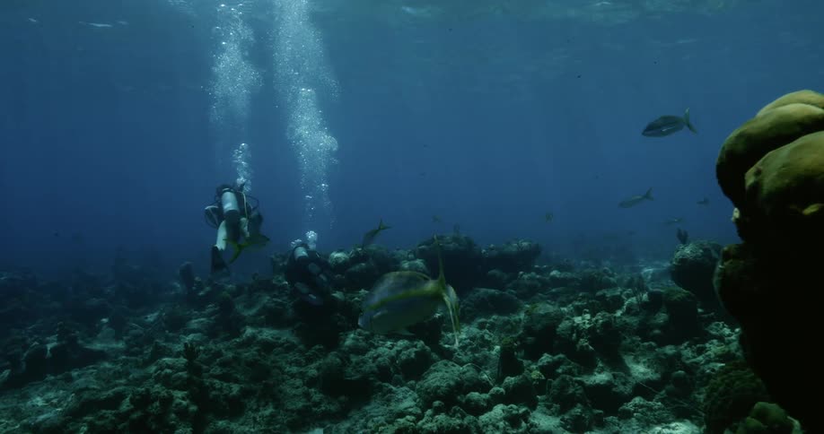 Two people scuba diving surrounded by reef and fish