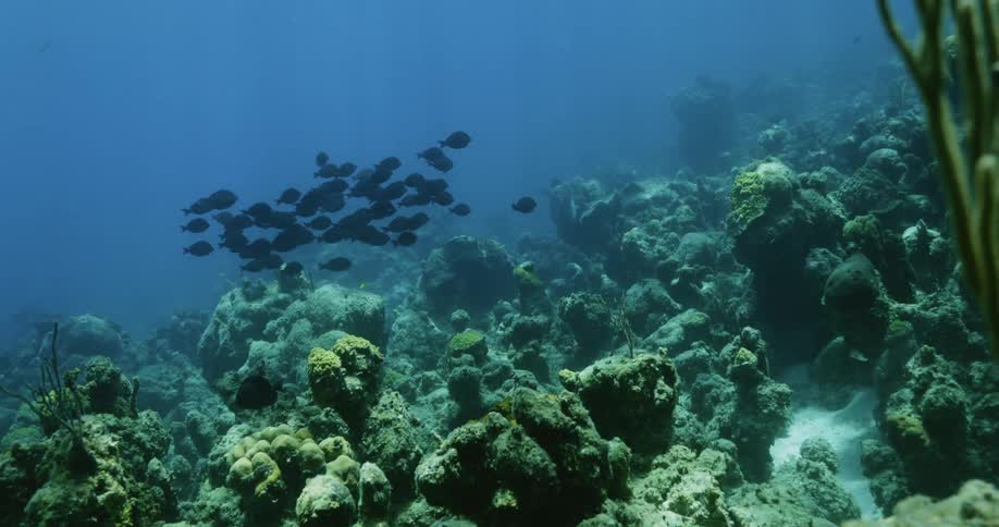 A school of fish slowly swim past a coral reef