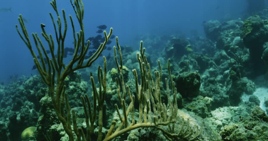 Fish are swimming underwater