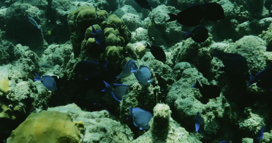 A large group of fish swimming together at the ocean floor