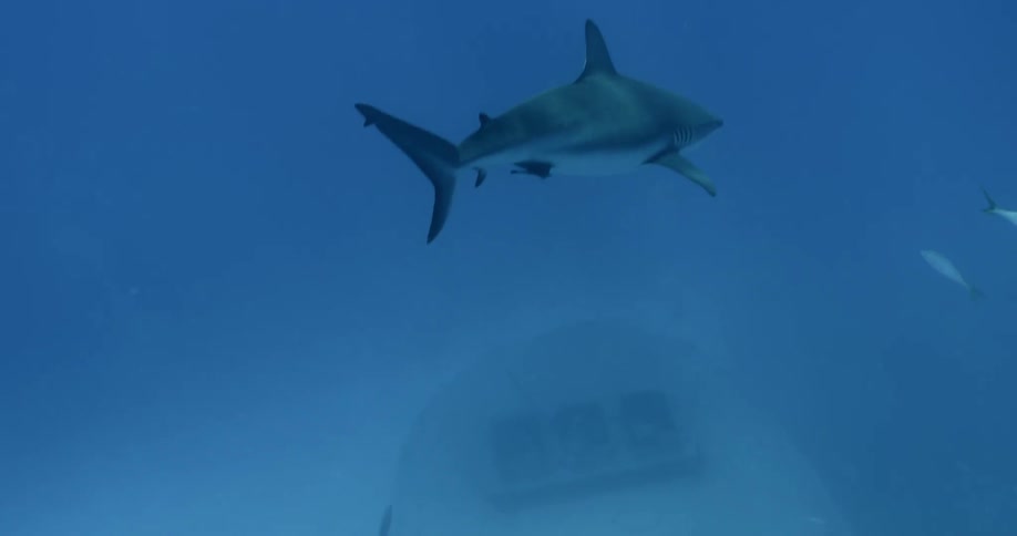 Shark swims underwater