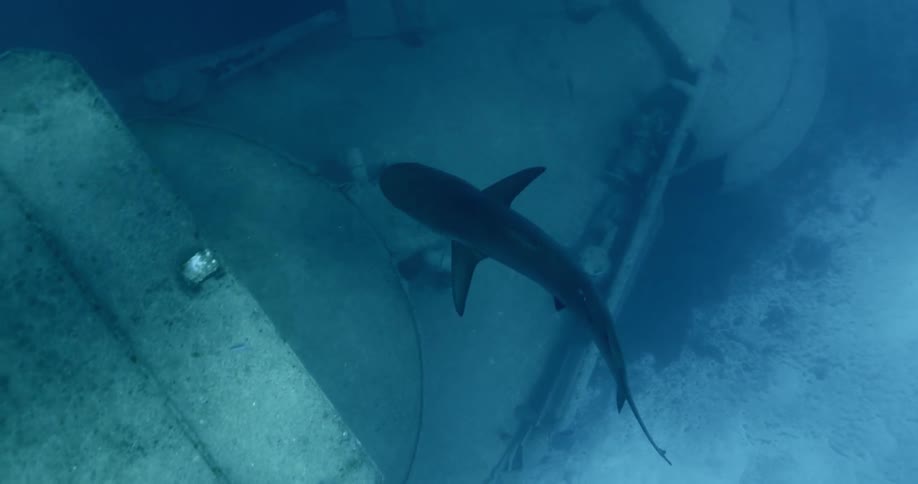Shark swims near sunken ship