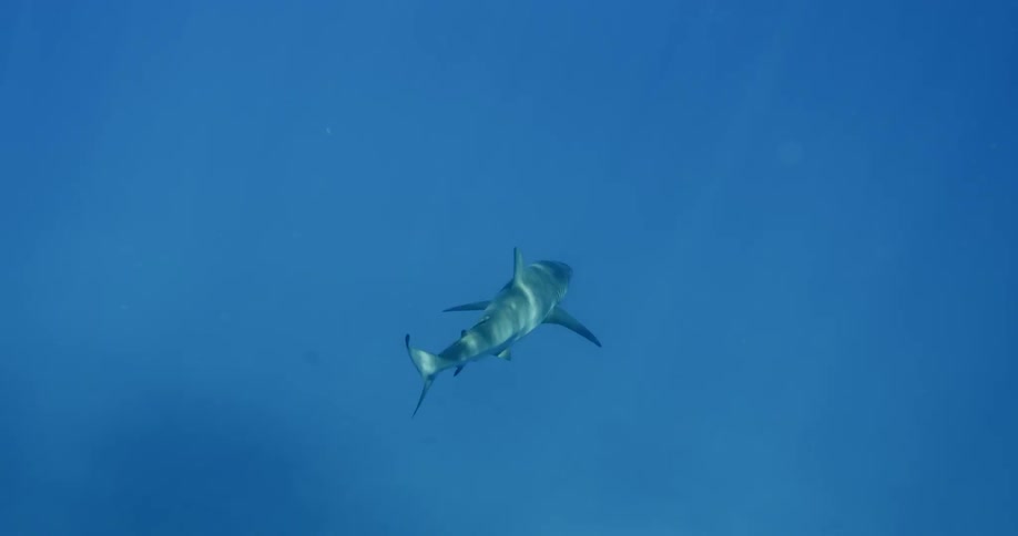 Shark swims through blue water