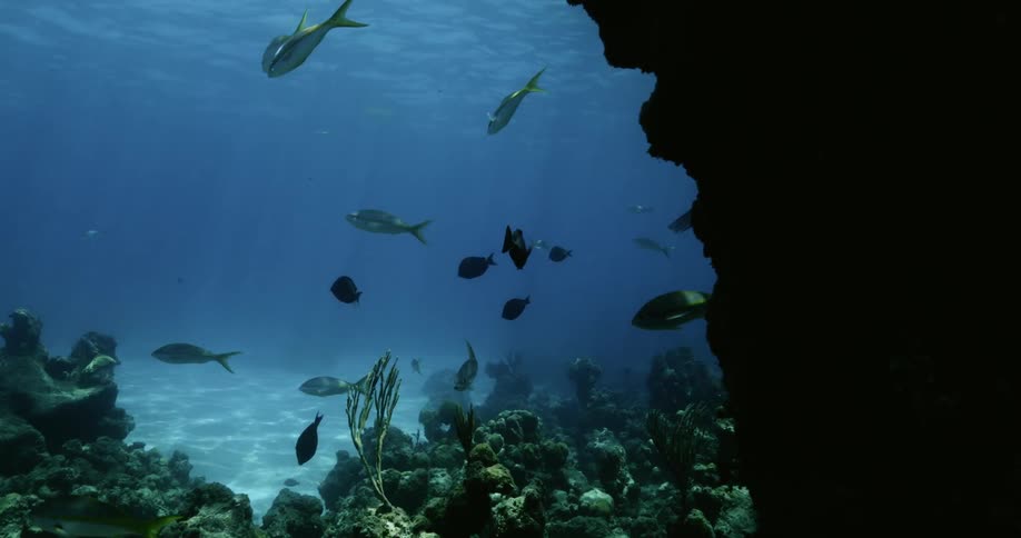 Fish swim near a coral reef