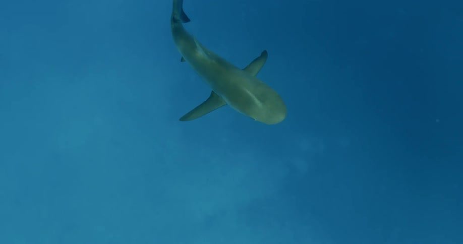 A shark swimming underwater