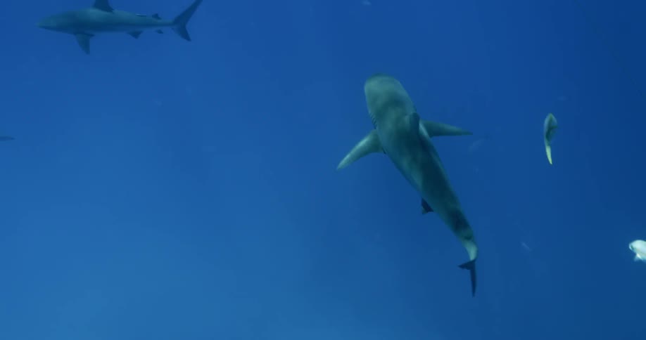 A shark swimming underwater