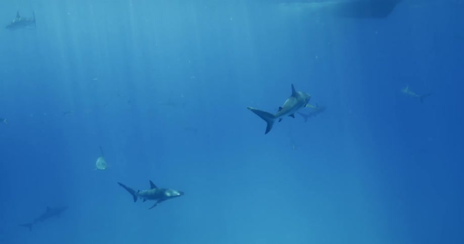 A group of sharks swimming beneath the surface of a body of water on a sunny day
