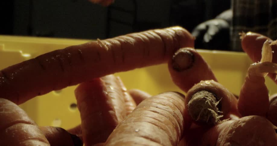 A person pulls a carrot out of a yellow plastic bin