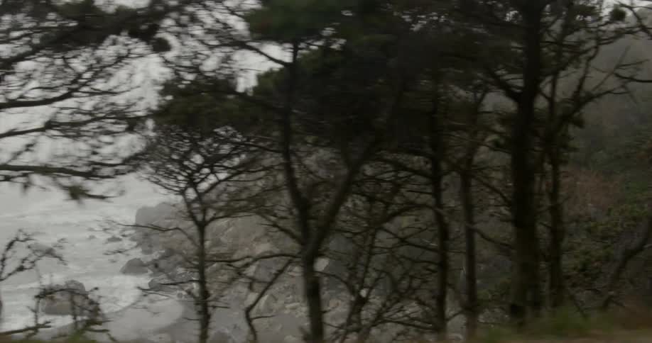 Trees stand on a ridge over a rocky ocean cove on a foggy day