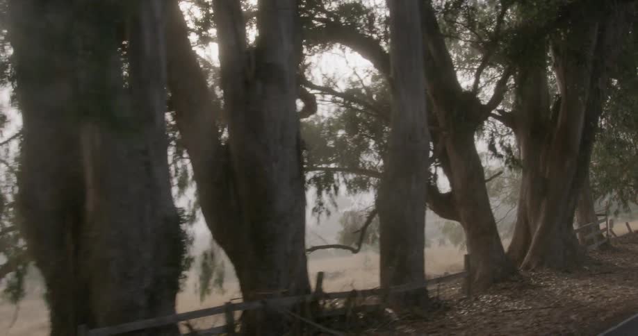 Large trees on the side of a country road in light fog