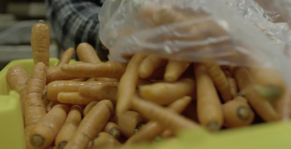 A person pours a bag of carrots into a plastic bin