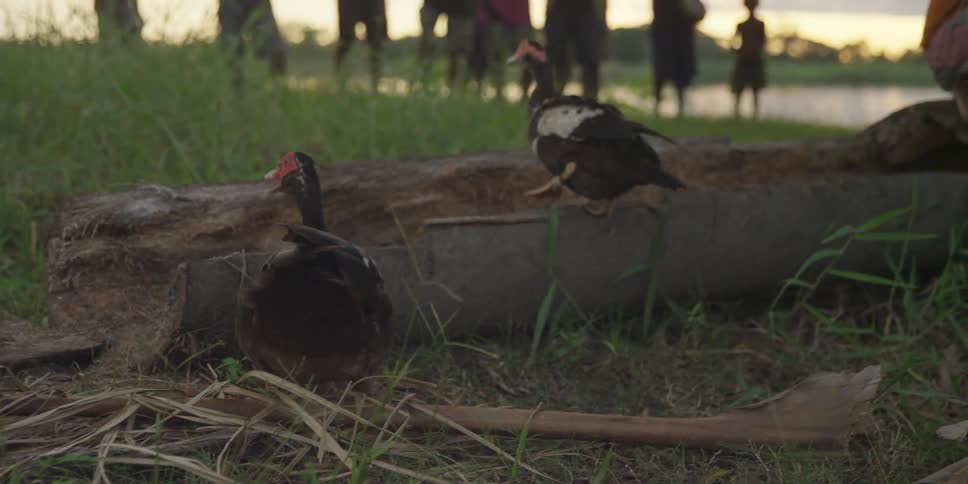 Agitated ducks wag their tail feathers while eight people silently watch from nearby