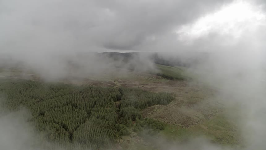 A forest with trees seen through the clouds