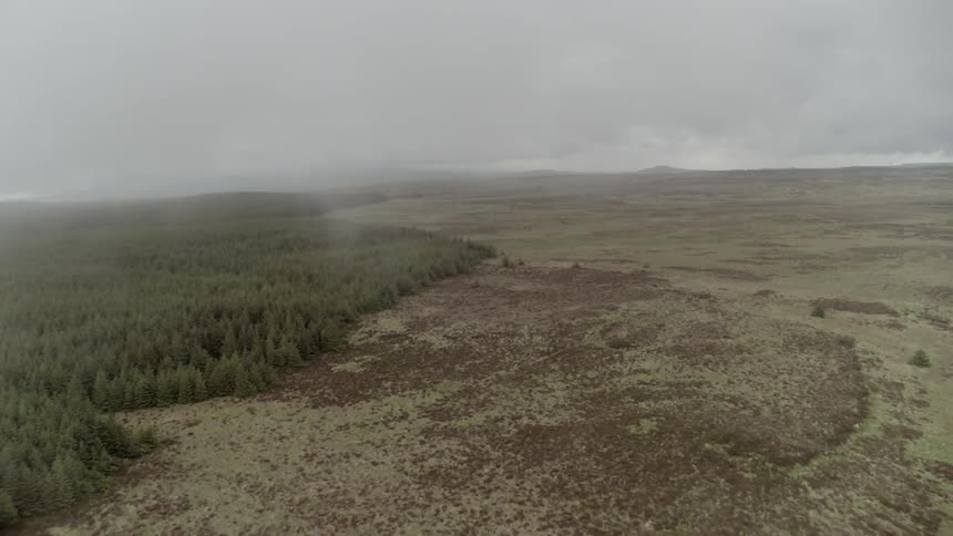 A forest and grassland under a cloudy sky