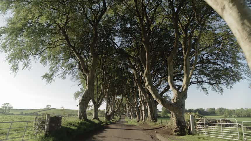 Trees grow on either side of a dirt road