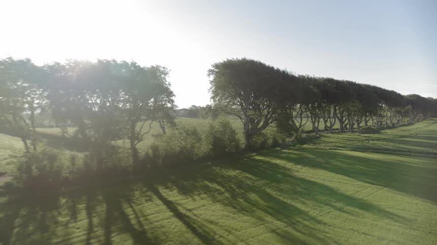 Trees grow in a row next to a field