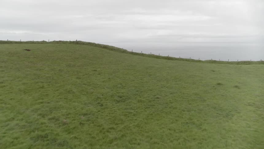 Aerial shot of graslands with goats