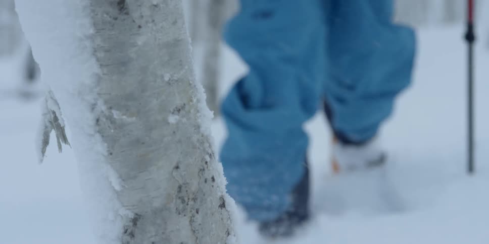 A person wearing skis and carrying poles walks past trees through fresh snow
