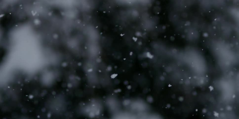 Snowflakes falling with trees and branches behind